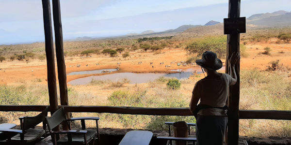 Kenia | Familie reizen | Prive safari reizen | Safari en Strand |  Drinkwaterplaats Kilaguni Lodge - Tsavo West  - augustus 2022 | Safarika