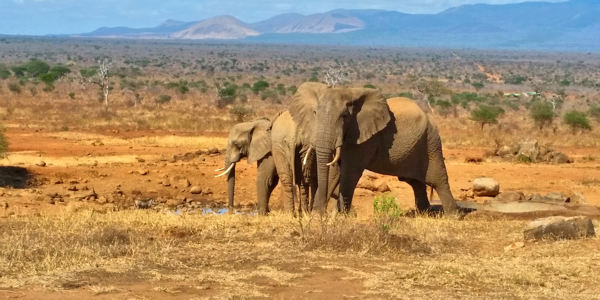 Aanbod combinatie safari reizen naar Kenia en Tanzania